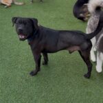 An image of Gino. Gino is a Terrier, Pit Bull.
