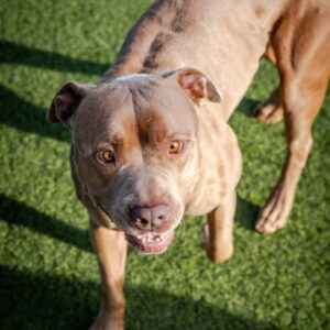 An image of Boss. Boss is a Terrier, American Pit Bull.