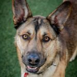 An image of Toro. Toro is a Shepherd, German/Mixed Breed (Medium).