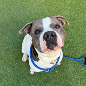 An image of Gabe. Gabe is a Terrier, Pit Bull.
