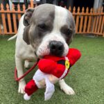 An image of Gabe. Gabe is a Terrier, Pit Bull.