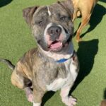 An image of Kevin. Kevin is a Terrier, Pit Bull.