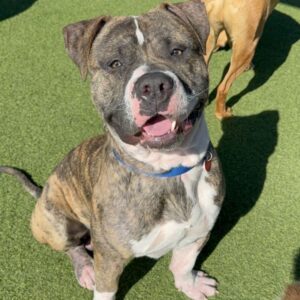 An image of Kevin. Kevin is a Terrier, Pit Bull.