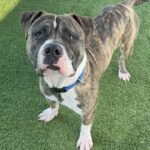An image of Kevin. Kevin is a Terrier, Pit Bull.