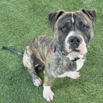 An image of Kevin. Kevin is a Terrier, Pit Bull.