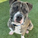 An image of Kevin. Kevin is a Terrier, Pit Bull.