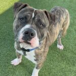 An image of Kevin. Kevin is a Terrier, Pit Bull.