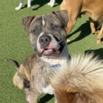 An image of Kevin. Kevin is a Terrier, Pit Bull.