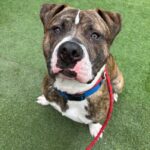 An image of Kevin. Kevin is a Terrier, Pit Bull.
