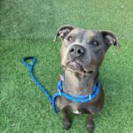 An image of Grey. Grey is a Terrier, Pit Bull.