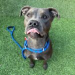 An image of Grey. Grey is a Terrier, Pit Bull.