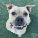 An image of Winnie. Winnie is a Terrier, Pit Bull.