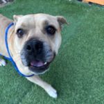 An image of Winnie. Winnie is a Terrier, Pit Bull.