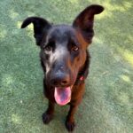 An image of Damian. Damian is a Retriever, Black Labrador.