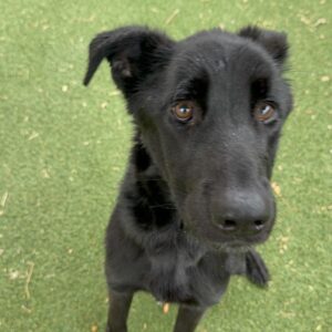 An image of Damian. Damian is a Retriever, Black Labrador.