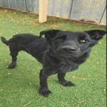 An image of Damian. Damian is a Retriever, Black Labrador.