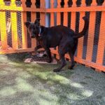 An image of Damian. Damian is a Retriever, Black Labrador.