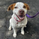 An image of Athena. Athena is a Retriever, Labrador.