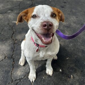 An image of Athena. Athena is a Retriever, Labrador.