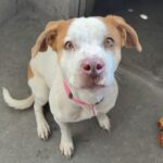An image of Athena. Athena is a Retriever, Labrador.
