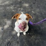 An image of Athena. Athena is a Retriever, Labrador.