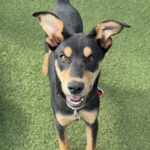 An image of Moja. Moja is a Mixed Breed (Medium).