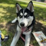 An image of Blaze. Blaze is a Husky.