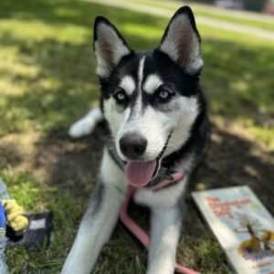 An image of Blaze. Blaze is a Husky.