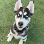An image of Blaze. Blaze is a Husky.