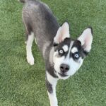 An image of Blaze. Blaze is a Husky.