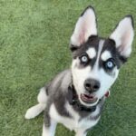 An image of Blaze. Blaze is a Husky.