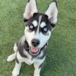 An image of Blaze. Blaze is a Husky.