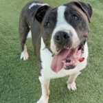An image of Jack Sparrow. Jack Sparrow is a Terrier, American Staffordshire.
