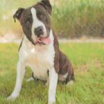 An image of Jack Sparrow. Jack Sparrow is a Terrier, American Staffordshire.