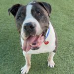 An image of Jack Sparrow. Jack Sparrow is a Terrier, American Staffordshire.