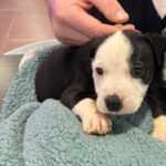 An image of Sue. Sue is a Terrier, Pit Bull.