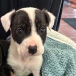 An image of Rita. Rita is a Terrier, Pit Bull.