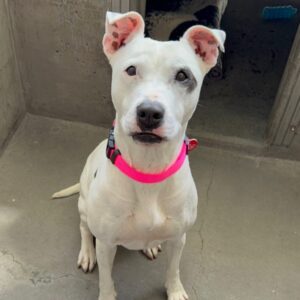 An image of Sarah. Sarah is a Mixed Breed (Medium).