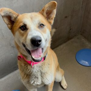 An image of Dream. Dream is a Korean Jindo.