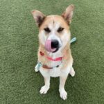 An image of Dream. Dream is a Korean Jindo.