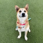 An image of Dream. Dream is a Korean Jindo.