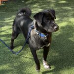 An image of Buck. Buck is a Akita.