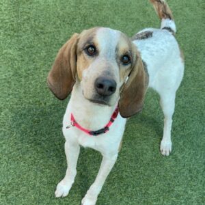 An image of Brooklyn. Brooklyn is a Coonhound, Treeing Walker.