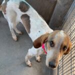 An image of Brooklyn. Brooklyn is a Coonhound, Treeing Walker.