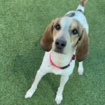 An image of Brooklyn. Brooklyn is a Coonhound, Treeing Walker.