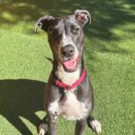 An image of Corra. Corra is a Greyhound/Mixed Breed (Medium).
