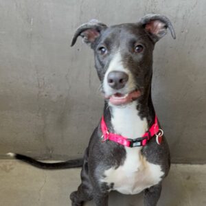 An image of Corra. Corra is a Greyhound/Mixed Breed (Medium).