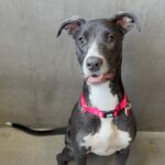 An image of Corra. Corra is a Greyhound/Mixed Breed (Medium).