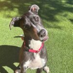 An image of Corra. Corra is a Greyhound/Mixed Breed (Medium).