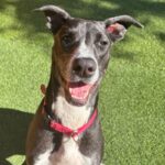 An image of Corra. Corra is a Greyhound/Mixed Breed (Medium).